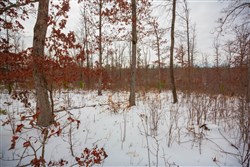 property photo for Sleepy Hollow Phase I Tract 15, 6.72 acres for sale in Texas County, Missouri