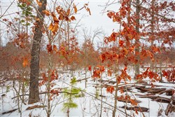 property photo for Sleepy Hollow Phase I Tract 15, 6.72 acres for sale in Texas County, Missouri