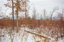property photo for Sleepy Hollow Phase I Tract 15, 6.72 acres for sale in Texas County, Missouri