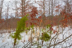 property photo for Sleepy Hollow Phase I Tract 15, 6.72 acres for sale in Texas County, Missouri