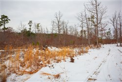 property photo for Sleepy Hollow Phase I Tract 16, 6.52 acres for sale in Texas County, Missouri