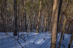property photo for Sleepy Hollow Phase I Tract 18, 7.31 acres for sale in Texas County, Missouri