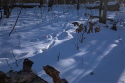 property photo for Sleepy Hollow Phase I Tract 18, 7.31 acres for sale in Texas County, Missouri
