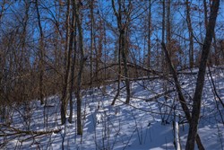 property photo for Sleepy Hollow Phase I Tract 18, 7.31 acres for sale in Texas County, Missouri