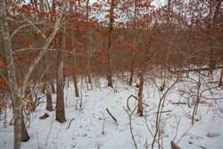 property photo for Sleepy Hollow Phase I Tract 21, 7.59 acres for sale in Texas County, Missouri