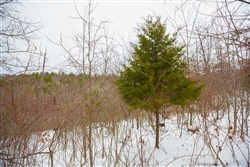 property photo for Sleepy Hollow Phase I Tract 21, 7.59 acres for sale in Texas County, Missouri