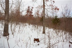 property photo for Sleepy Hollow Phase I Tract 21, 7.59 acres for sale in Texas County, Missouri