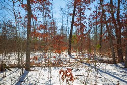 property photo for Sleepy Hollow Phase I Tract 26, 6.61 acres for sale in Texas County, Missouri