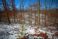 property photo for Sleepy Hollow Phase I Tract 26, 6.61 acres for sale in Texas County, Missouri
