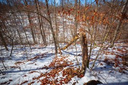 property photo for Sleepy Hollow Phase I Tract 26, 6.61 acres for sale in Texas County, Missouri