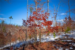 property photo for Sleepy Hollow Phase I Tract 26, 6.61 acres for sale in Texas County, Missouri
