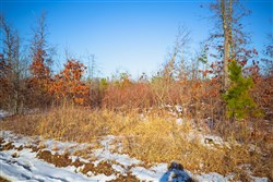 property photo for Sleepy Hollow Phase I Tract 29, 8.73 acres for sale in Texas County, Missouri