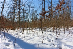 property photo for Sleepy Hollow Phase I Tract 3, 6.03 acres for sale in Texas County, Missouri