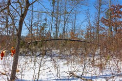 property photo for Sleepy Hollow Phase I Tract 3, 6.03 acres for sale in Texas County, Missouri