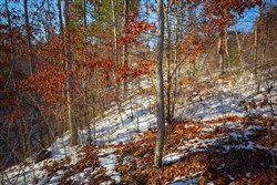 property photo for Sleepy Hollow Phase I Tract 36, 7.32 acres for sale in Texas County, Missouri