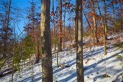 property photo for Sleepy Hollow Phase I Tract 36, 7.32 acres for sale in Texas County, Missouri