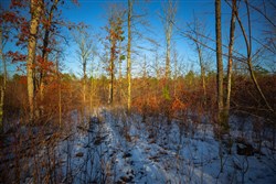 property photo for Sleepy Hollow Phase I Tract 36, 7.32 acres for sale in Texas County, Missouri