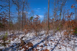 property photo for Sleepy Hollow Phase I Tract 38, 6.66 acres for sale in Texas County, Missouri