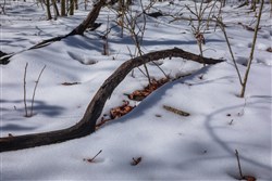 property photo for Sleepy Hollow Phase I Tract 39, 8.24 acres for sale in Texas County, Missouri