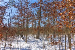 property photo for Sleepy Hollow Phase I Tract 4, 5.4 acres for sale in Texas County, Missouri