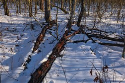 property photo for Sleepy Hollow Phase I Tract 42, 6.13 acres for sale in Texas County, Missouri
