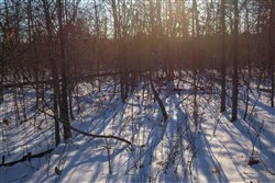 property photo for Sleepy Hollow Phase I Tract 42, 6.13 acres for sale in Texas County, Missouri