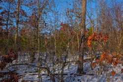 property photo for Sleepy Hollow Phase I Tract 42, 6.13 acres for sale in Texas County, Missouri