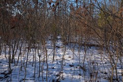 property photo for Sleepy Hollow Phase I Tract 42, 6.13 acres for sale in Texas County, Missouri