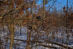 property photo for Sleepy Hollow Phase I Tract 42, 6.13 acres for sale in Texas County, Missouri