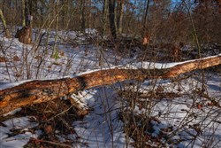 property photo for Sleepy Hollow Phase I Tract 43, 7.02 acres for sale in Texas County, Missouri