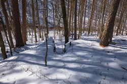 property photo for Sleepy Hollow Phase I Tract 45, 4.81 acres for sale in Texas County, Missouri