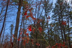 property photo for Sleepy Hollow Phase I Tract 45, 4.81 acres for sale in Texas County, Missouri