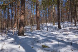 property photo for Sleepy Hollow Phase I Tract 45, 4.81 acres for sale in Texas County, Missouri