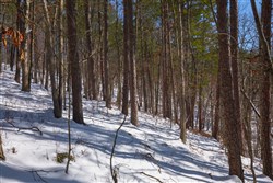 property photo for Sleepy Hollow Phase I Tract 45, 4.81 acres for sale in Texas County, Missouri