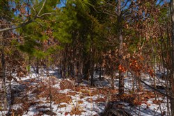 property photo for Sleepy Hollow Phase I Tract 57, 8.08 acres for sale in Texas County, Missouri