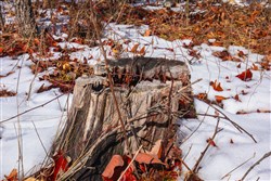 property photo for Sleepy Hollow Phase I Tract 57, 8.08 acres for sale in Texas County, Missouri