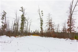 property photo for Sleepy Hollow Phase I Tract 7, 4.71 acres for sale in Texas County, Missouri