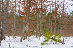 property photo for Sleepy Hollow Phase I Tract 7, 4.71 acres for sale in Texas County, Missouri