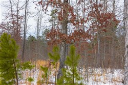 property photo for Sleepy Hollow Phase I Tract 7, 4.71 acres for sale in Texas County, Missouri