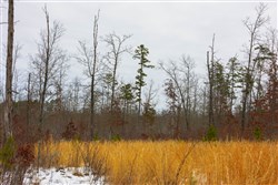 property photo for Sleepy Hollow Phase I Tract 9, 5.52 acres for sale in Texas County, Missouri