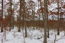 property photo for Sleepy Hollow Phase I Tract 9, 5.52 acres for sale in Texas County, Missouri