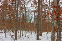 property photo for Sleepy Hollow Phase I Tract 9, 5.52 acres for sale in Texas County, Missouri