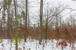 property photo for Sleepy Hollow Phase I Tract 9, 5.52 acres for sale in Texas County, Missouri