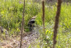 property photo for Sleepy Hollow Phase II Tract 103, 8.13 acres for sale in Texas County, Missouri