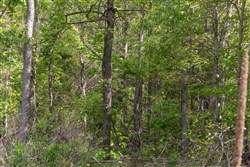 property photo for Sleepy Hollow Phase II Tract 103, 8.13 acres for sale in Texas County, Missouri