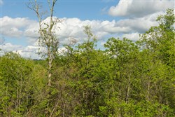 property photo for Sleepy Hollow Phase II Tract 103, 8.13 acres for sale in Texas County, Missouri