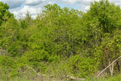 property photo for Sleepy Hollow Phase II Tract 103, 8.13 acres for sale in Texas County, Missouri