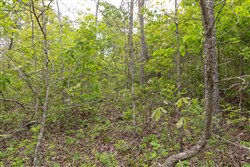 property photo for Sleepy Hollow Phase II Tract 108, 9.25 acres for sale in Texas County, Missouri