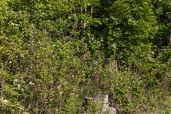 property photo for Sleepy Hollow Phase II Tract 60, 5.59 acres for sale in Texas County, Missouri