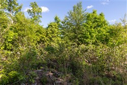 property photo for Sleepy Hollow Phase II Tract 60, 5.59 acres for sale in Texas County, Missouri